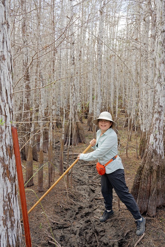 Cypress Dome Wet Walk. Walk. near Homestead. .