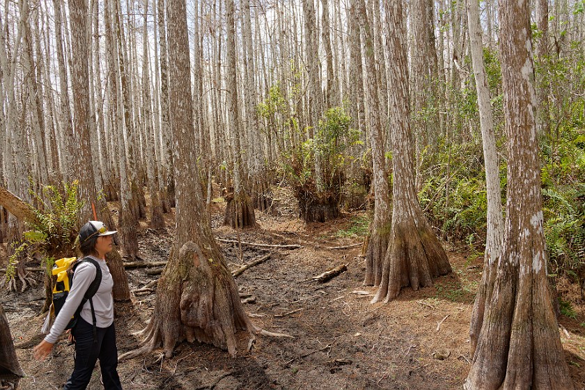 Cypress Dome Wet Walk. Walk. near Homestead. .