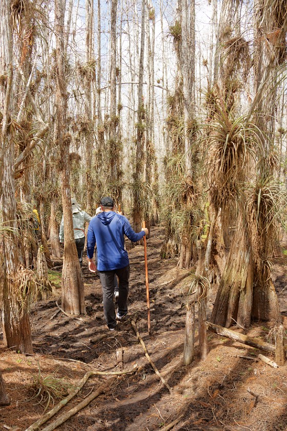 Cypress Dome Wet Walk. Walk. near Homestead. .