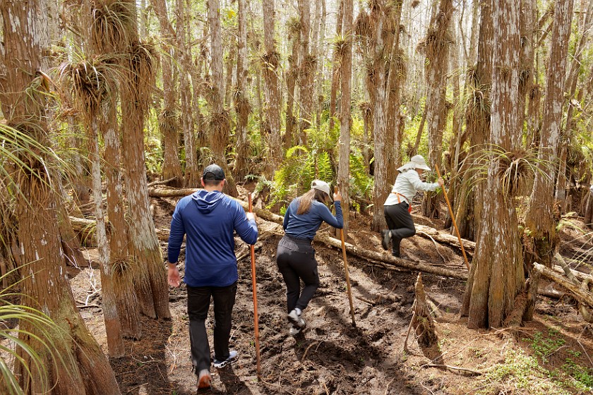 Cypress Dome Wet Walk. Walk. near Homestead. .