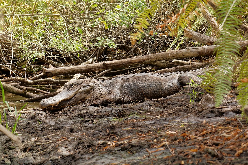 Cypress Dome Wet Walk. Alligator. near Homestead. .