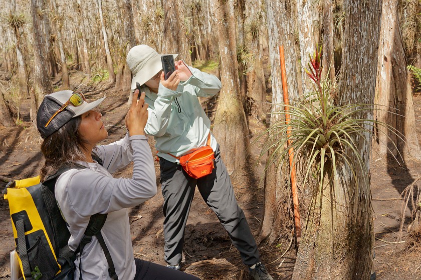 Cypress Dome Wet Walk. Taking photos. near Homestead. .