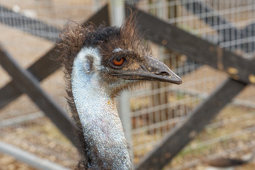 Robert Is Here Fruit Stand & Zoo. Emu. Homestead. .
