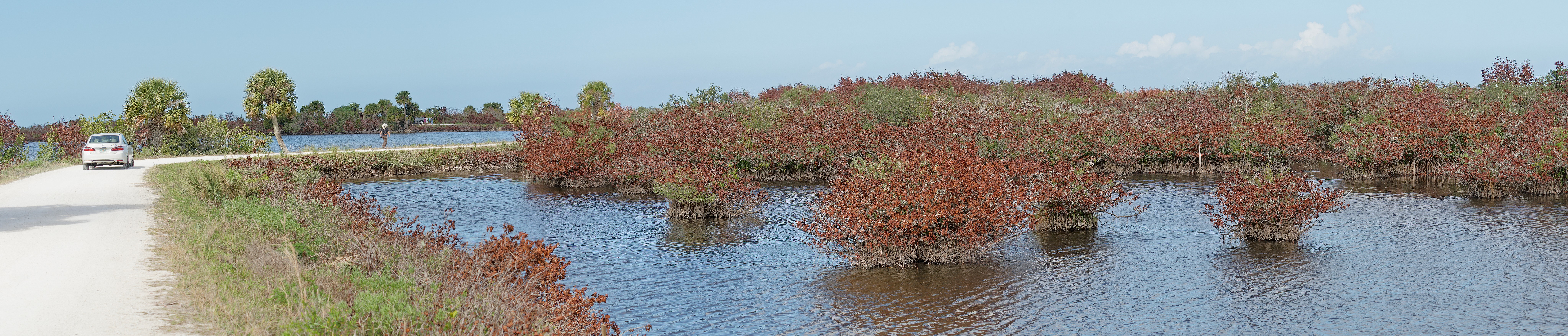 Black Point Wildlife Drive. Panoramic view on a marsh lake. Merritt Island. .