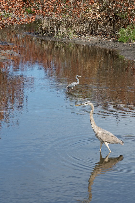 Black Point Wildlife Drive. Herons. Merritt Island. .