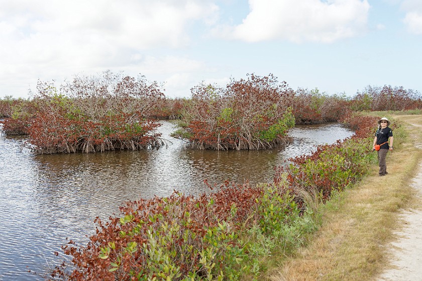 Black Point Wildlife Drive. Marsh lake and mangroves. Merritt Island. .