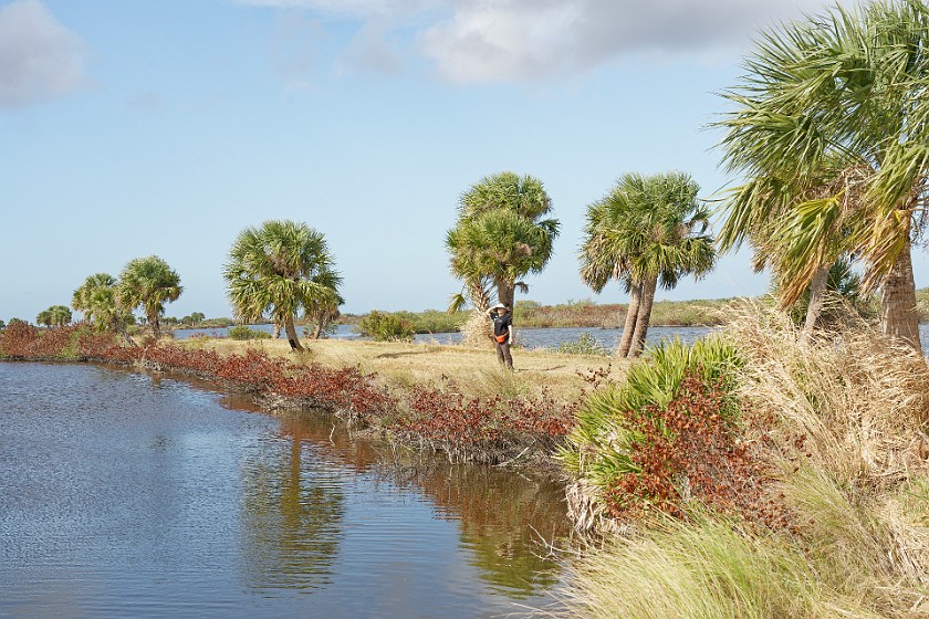 Black Point Wildlife Drive. Walk along the Black Point Creek. Merritt Island. .