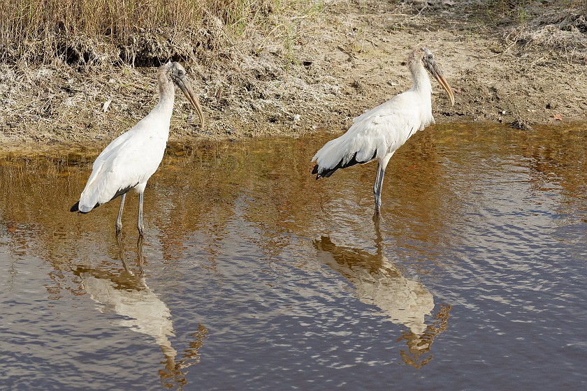 Black Point Wildlife Drive. Wood storks. Merritt Island. .