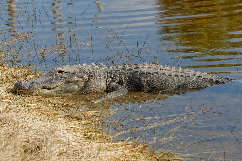 Black Point Wildlife Drive. Alligator. Merritt Island. .